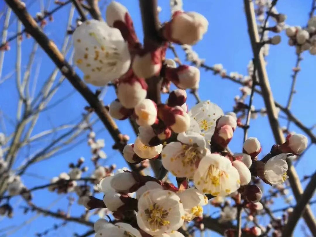 赴一次繁華盛宴 追一場(chǎng)青春與共｜@校友們，歡迎回校賞花